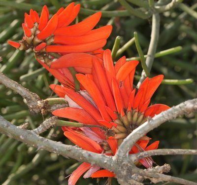 Erythrina lysistemon, photographed by Alan Manson