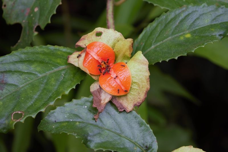 Drymonia serrulata, photographed by Anthony Batista