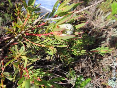 Leucadendron modestum, photographed by linkie