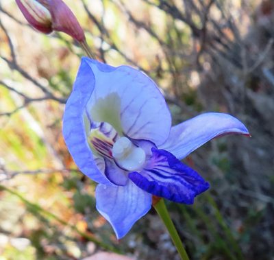 Disa purpurascens, photographed by linkie