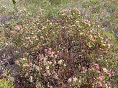 Leucospermum calligerum, photographed by linkie