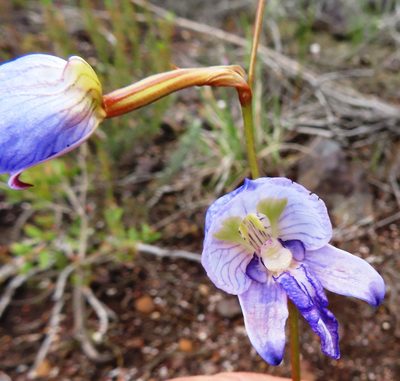 Disa purpurascens, photographed by linkie