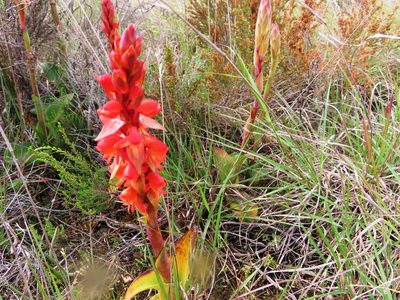 Satyrium coriifolium, photographed by linkie