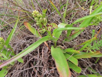 Wurmbea variabilis, photographed by linkie