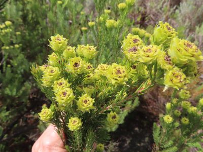 Leucadendron laxum, photographed by linkie