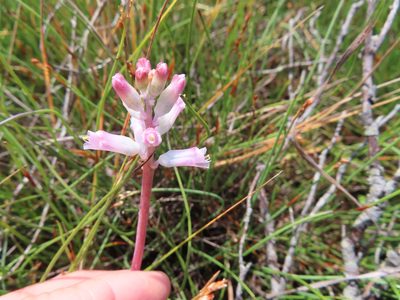 Lachenalia rosea, photographed by linkie