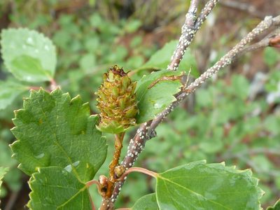 Betula fruticosa, photographed by Andreas Taeger