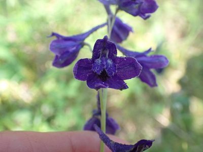 Delphinium glaucum, photographed by Ellyne Geurts