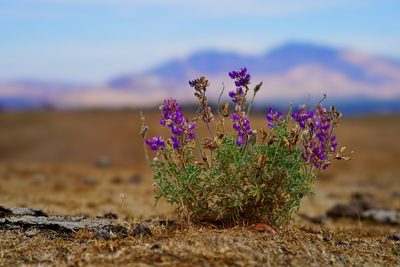Lupinus formosus, photographed by Michael Warner