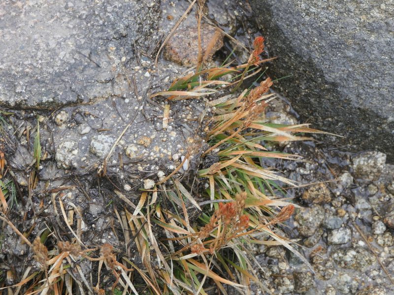 Narthecium ossifragum, photographed by Pete Bradshaw