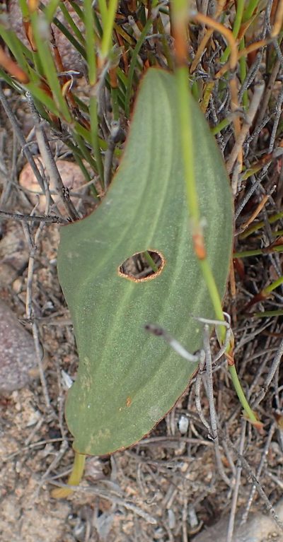 Eriospermum exile, photographed by Nicola van Berkel