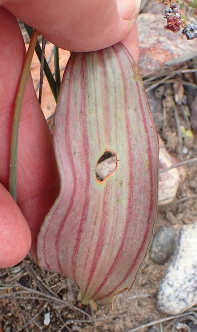Eriospermum exile, photographed by Nicola van Berkel