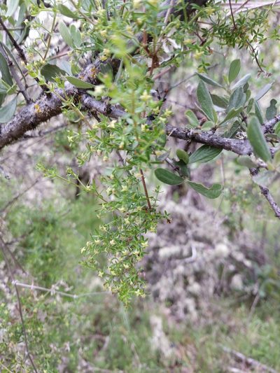 Trichogalium bolanderi, photographed by Andy Kleinhesselink