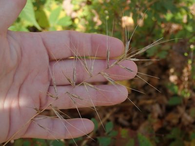 Elymus hystrix, photographed by Lynn Harper