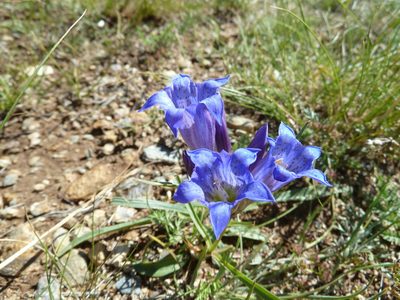 Gentiana decumbens, photographed by Andreas Taeger