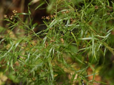 Euthamia graminifolia, photographed by Alexis Tinker-Tsavalas
