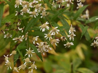 Doellingeria umbellata, photographed by Alexis Tinker-Tsavalas