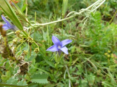 Gentianopsis barbata, photographed by Andreas Taeger