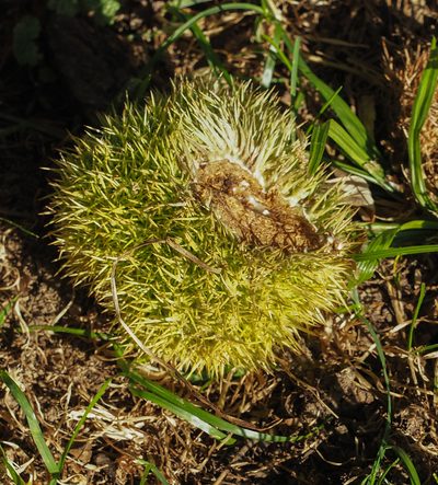 Castanea mollissima, photographed by mefisher