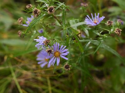 Symphyotrichum novi-belgii, photographed by Alexis Tinker-Tsavalas