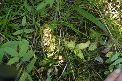 Pinguicula macroceras, photographed by Ellyne Geurts