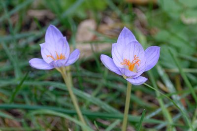 Crocus speciosus, photographed by Donald Davesne