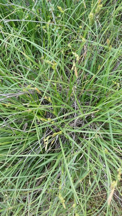 Carex triquetra, photographed by Millie Basden
