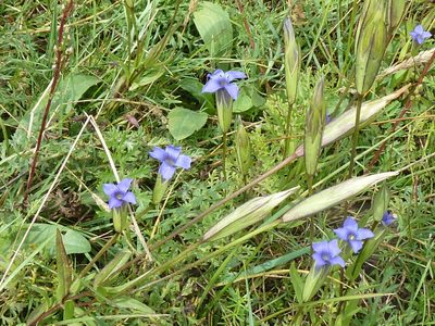 Gentianopsis barbata, photographed by Andreas Taeger
