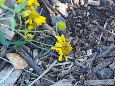 Helenium autumnale, photographed by mefisher