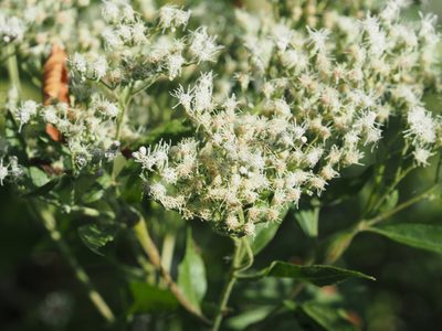 Eupatorium serotinum, photographed by mefisher