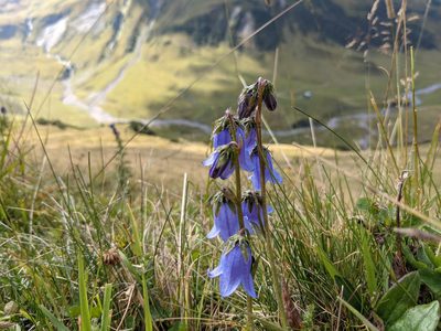 Campanula barbata, photographed by Nick Kleinschmidt