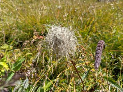 Pulsatilla alpina, photographed by Nick Kleinschmidt