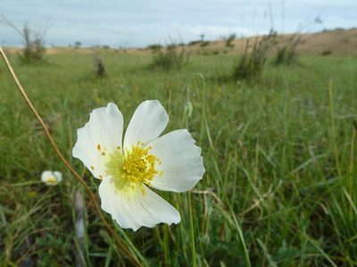 Oreomecon nudicaulis, photographed by Andreas Taeger