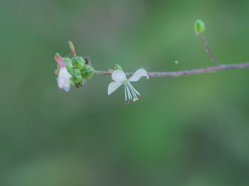 Oenothera gaura, photographed by mefisher