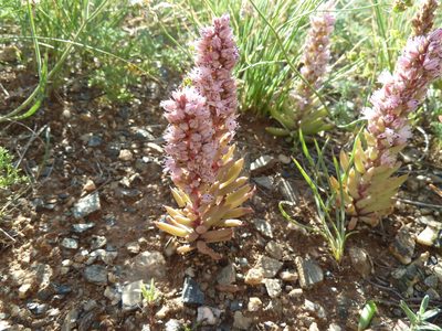 Orostachys fimbriata, photographed by Andreas Taeger