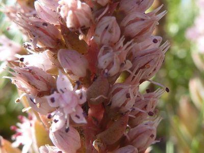 Orostachys fimbriata, photographed by Andreas Taeger