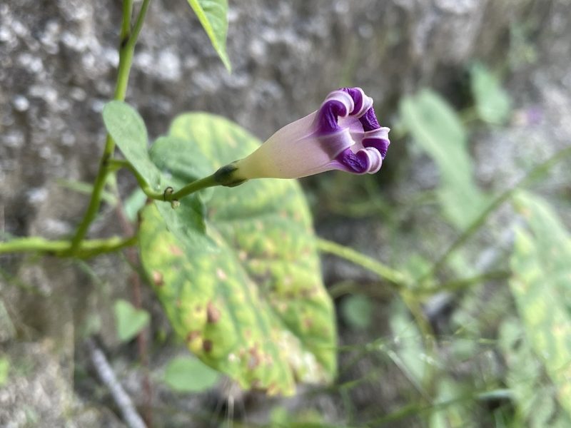 Ipomoea parasitica, photographed by Jim Riley