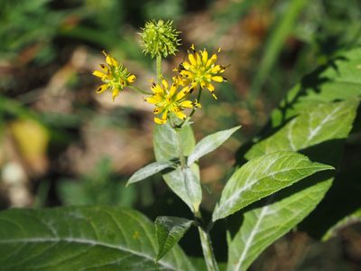 Verbesina alternifolia, photographed by mefisher