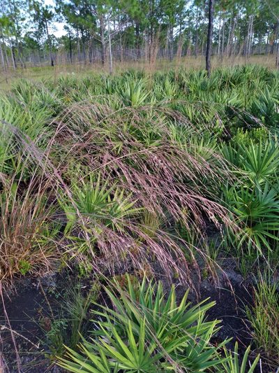 Andropogon brachystachyus, photographed by Scott Ward