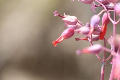 Kalanchoe laxiflora, photographed by Steven Bodzin