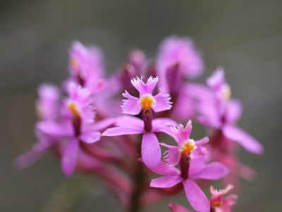 Epidendrum arachnoglossum, photographed by Steven Bodzin