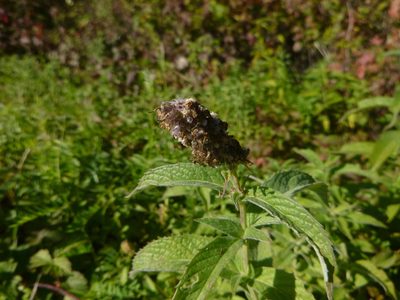 Mentha longifolia, photographed by Gabriel Mayrhofer