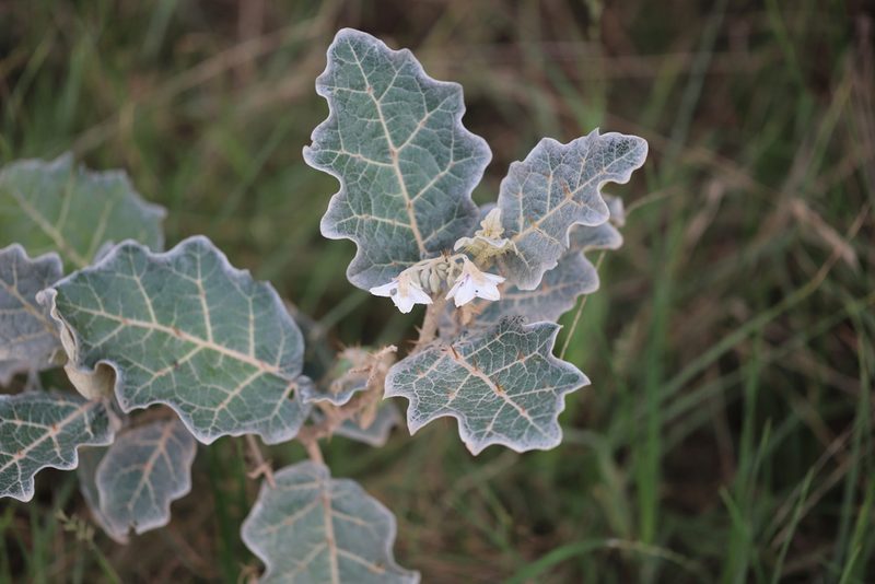 Solanum marginatum, photographed by Steven Bodzin
