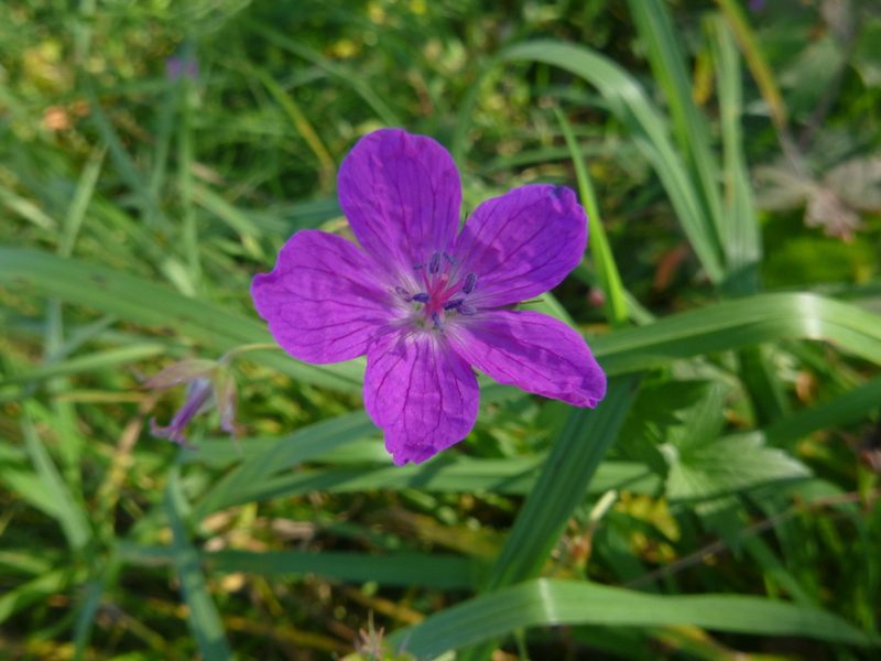 Geranium palustre, photographed by Gabriel Mayrhofer