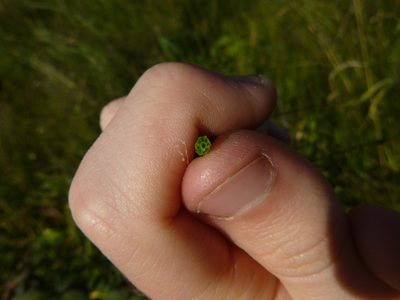Equisetum palustre, photographed by Gabriel Mayrhofer