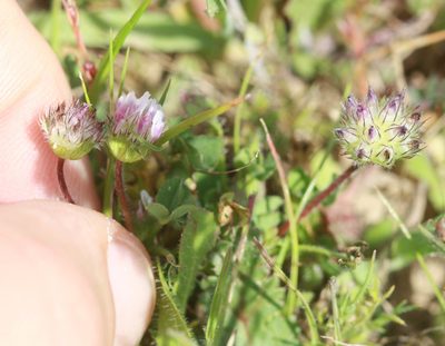 Trifolium barbigerum, photographed by Scott Loarie