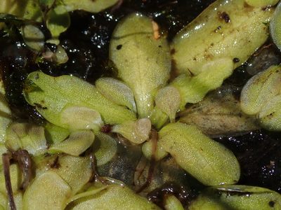 Pinguicula macroceras, photographed by Nolan Exe