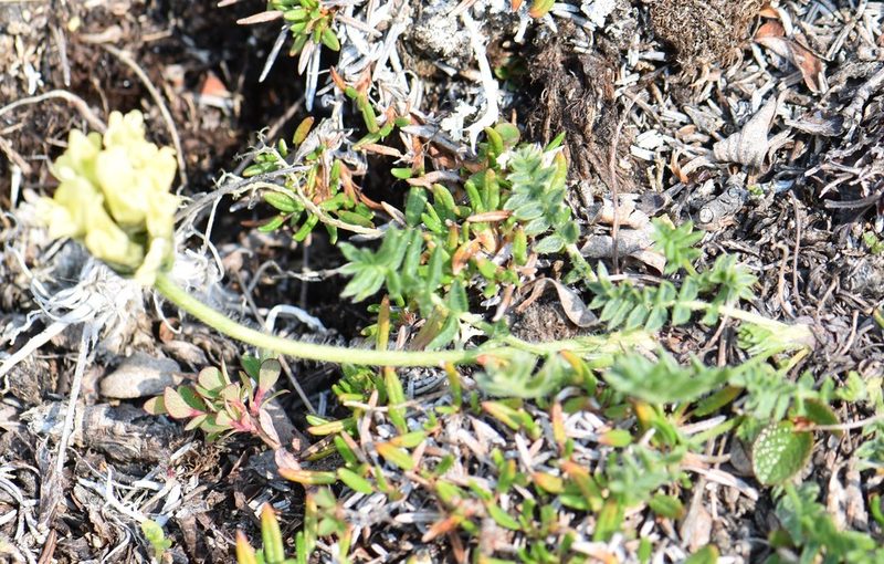Oxytropis maydelliana, photographed by Eric Lamb