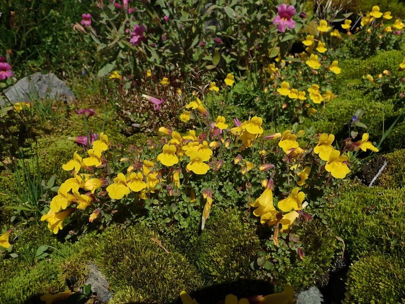 Erythranthe caespitosa, photographed by Nolan Exe