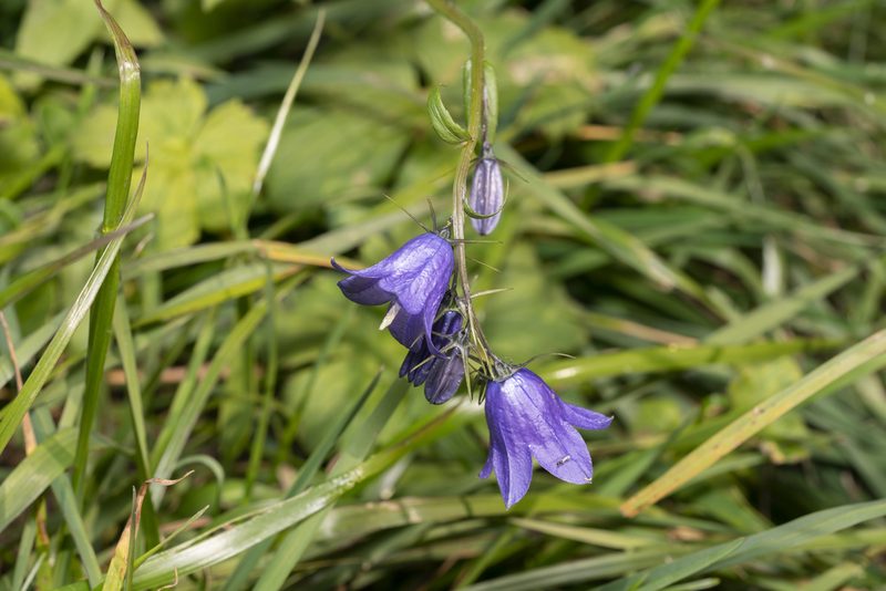 Campanula rhomboidalis, photographed by Eleftherios Katsillis
